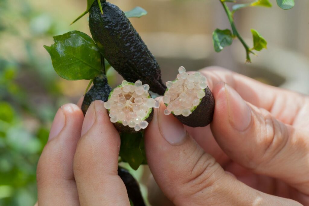 Un citron caviar ouvert entre les mains d'une personne