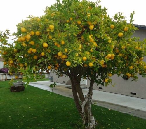 Arbre a citron des 4 saisons